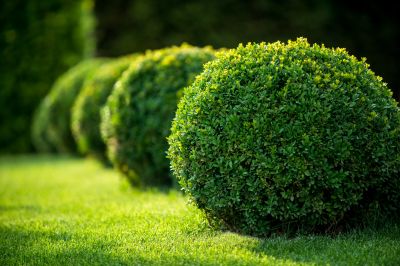 Trimmed Boxwoods