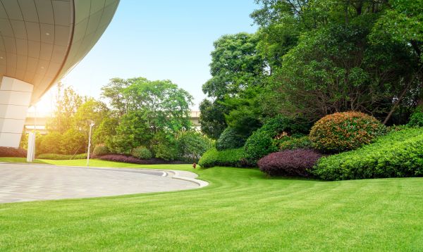 Cost of Commercial Shrub Trimming in Dacula