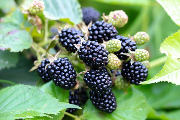 Cost of Blackberry Bush Removal in Dacula