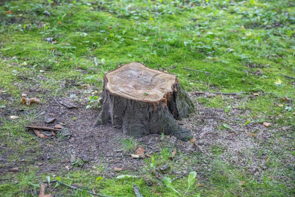 Cost of Bush Stump Removal in Dacula