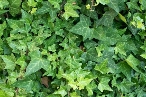 Cost of English Ivy Removal in Dacula