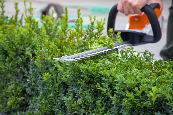 Cost of Hedge Pruning in Dacula