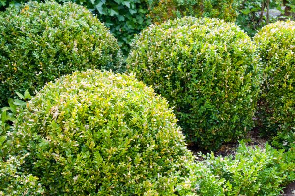 Cost of Landscape Trimming Service in Dacula