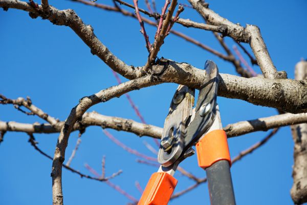 Cost of Pruning Service in Dacula