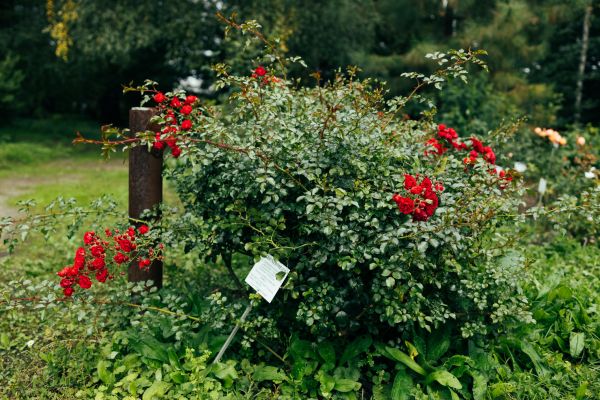 Cost of Rose Bush Removal in Dacula