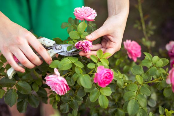 Cost of Rose Trimming in Dacula