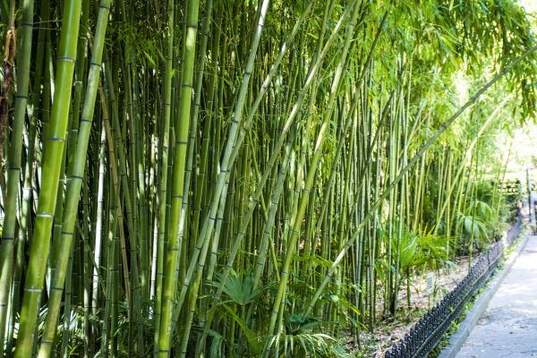 Cost of Bamboo Root Removal in Dacula