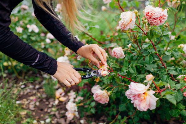 Rose Bush Shaping