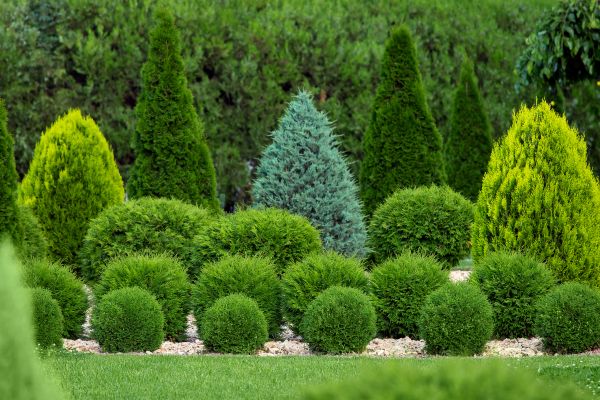 Cost of Shrub Shaping in Dacula