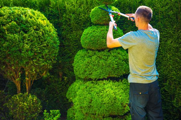 Cost of Topiary Shaping in Dacula