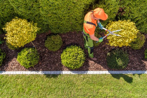 Cost of Topiary Trimming in Dacula
