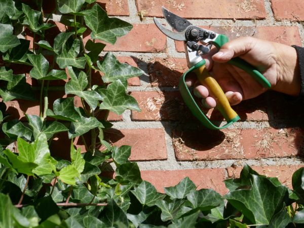 Cost of Ivy Removal Service in Dacula