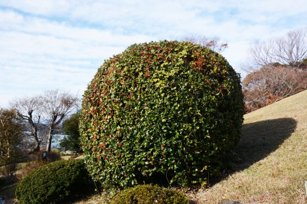 Cost of Holly Trimming in Dacula