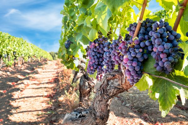 Cost of Grapevine Pruning in Dacula