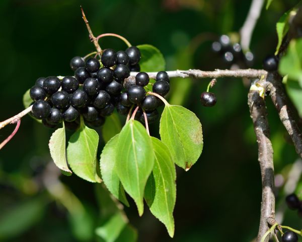 Cost of Buckthorn Removal in Dacula