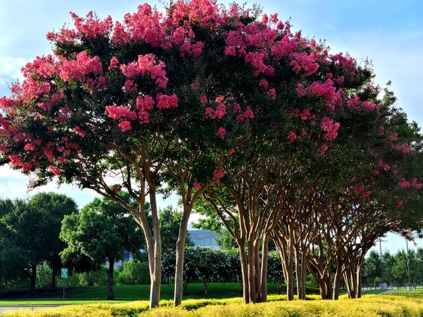 Cost of Crepe Myrtle Pruning in Dacula