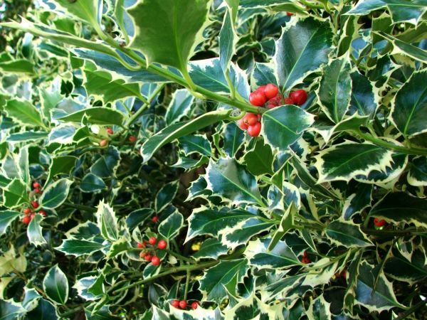 Cost of Holly Bushes Trimming in Dacula