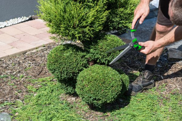 Shrub Upkeep