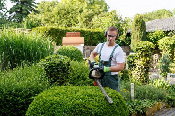 Cost of Shrubs Trimming in Dacula