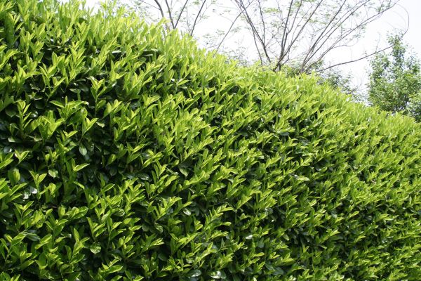 Cost of Laurel Shrub Removal in Dacula