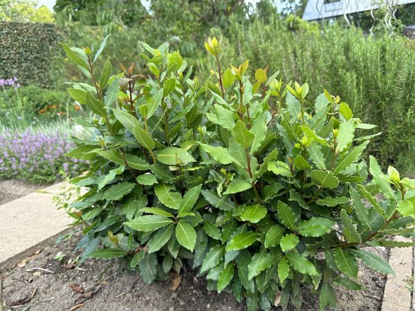 Cost of Laurel Hedge Removal in Dacula