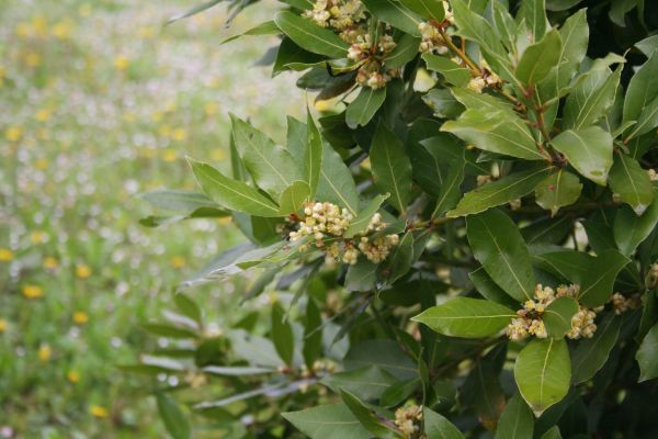Cost of Laurel Trimming in Dacula