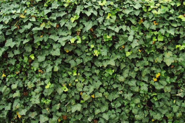 Cost of Ivy Pruning service in Dacula