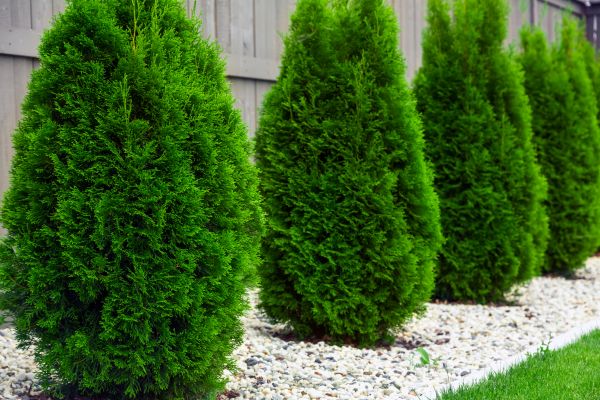 Cost of Arborvitae Shaping in Dacula