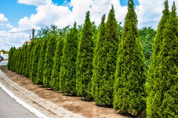 Cost of Arborvitae Shearing in Dacula