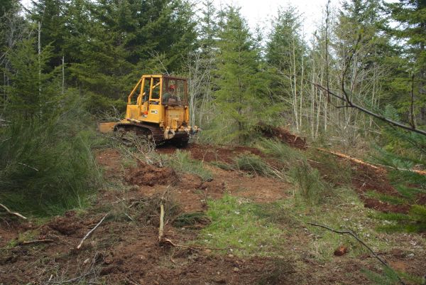 Cost of Shrubbery Clearing in Dacula