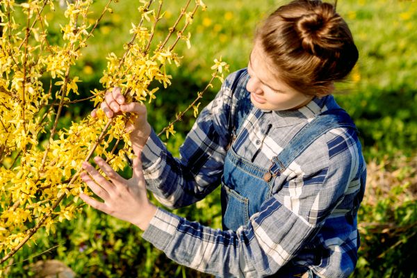 Cost of Forsythia Trimming in Dacula