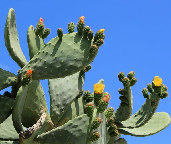 Cost of Cactus Removal in Dacula