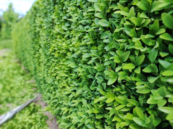 Cost of Boxwood Pruning in Dacula
