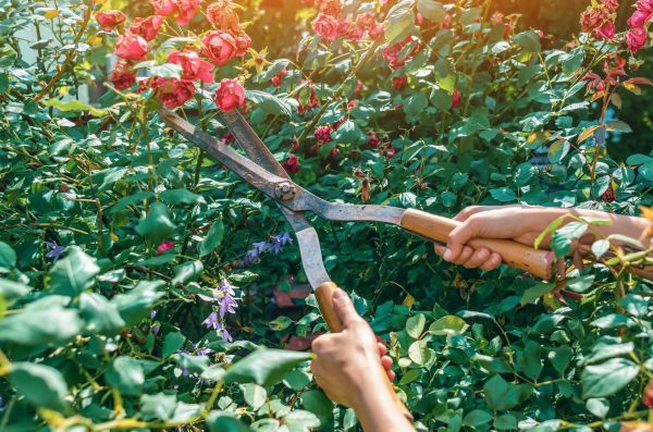 Cost of Knockout Roses Pruning in Dacula