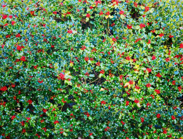 Cost of Holly Bush Removal in Dacula
