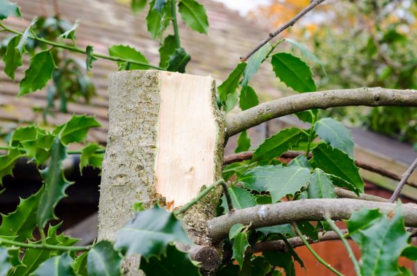 Cost of Holly Tree Removal in Dacula
