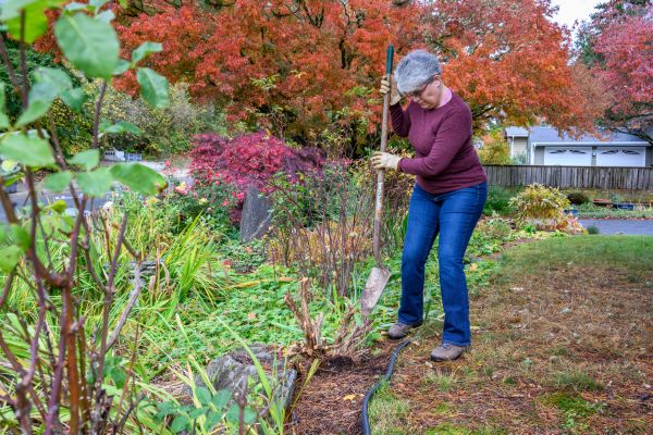 Cost of Dead Bush Removal in Dacula