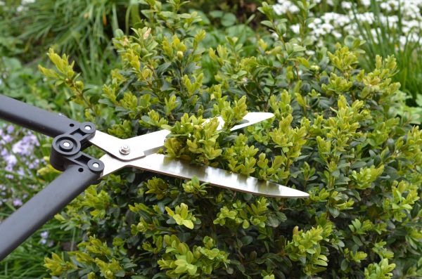 Cost of Boxwood Trimming in Dacula