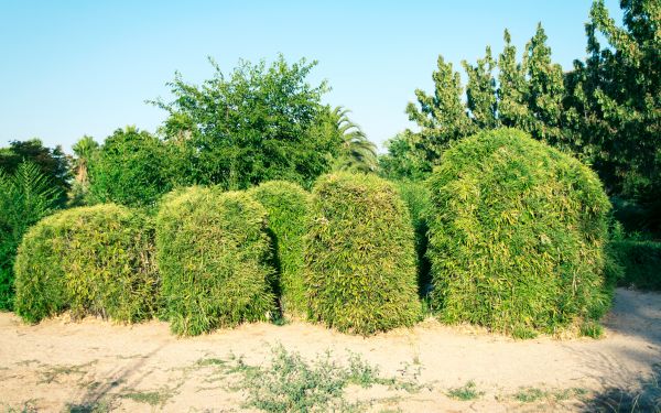 Cost of Bamboo Hedge Removal in Dacula