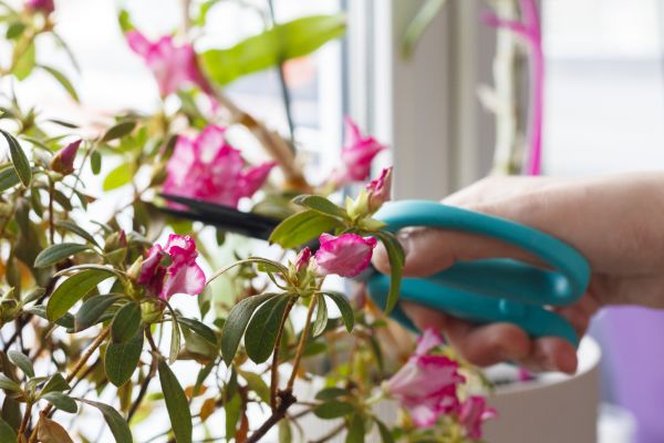 Cost of Azalea Pruning in Dacula
