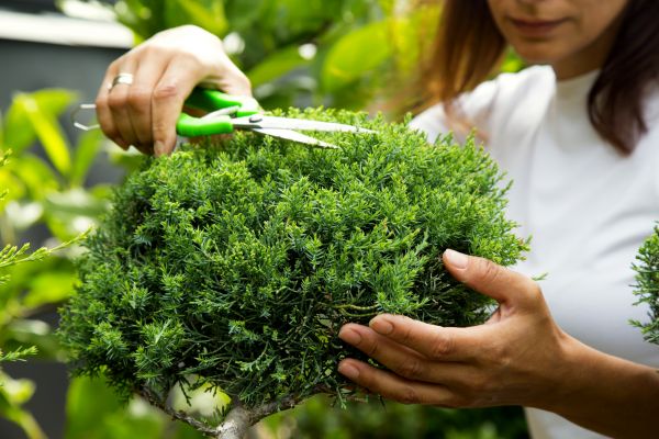 Juniper Shrub Pruning