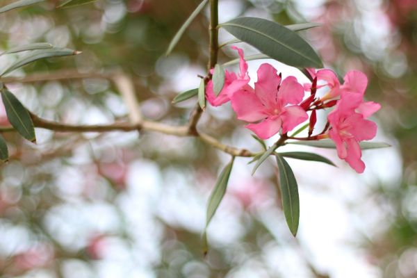 Cost of Oleander Removal in Dacula