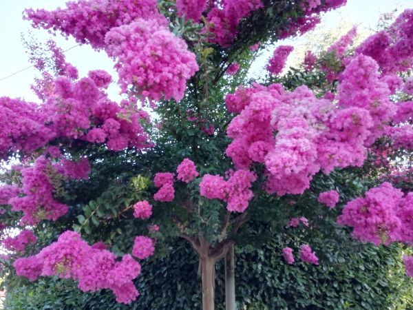 Cost of Crape Myrtle Pruning in Dacula
