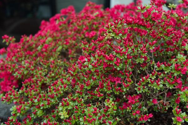 Cost of Weigela Removal Service in Dacula