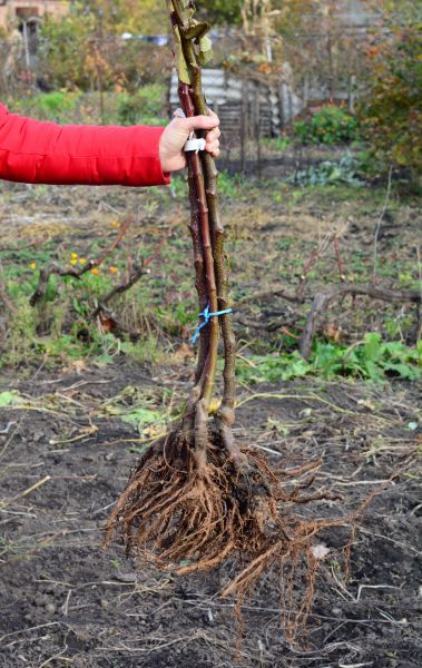 Cost of Shrub Root Removal in Dacula