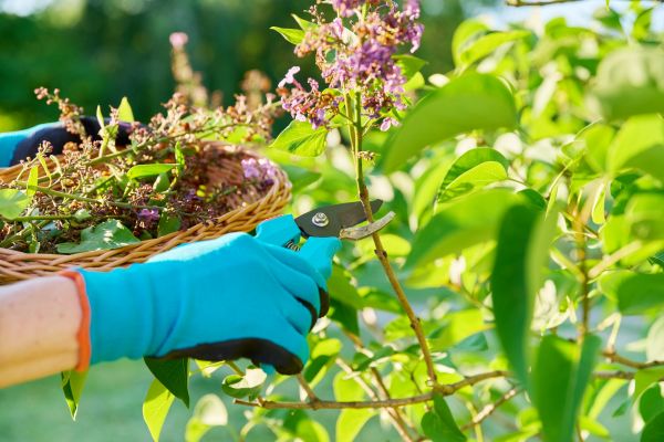 Cost of Lilac Trimming Service in Dacula