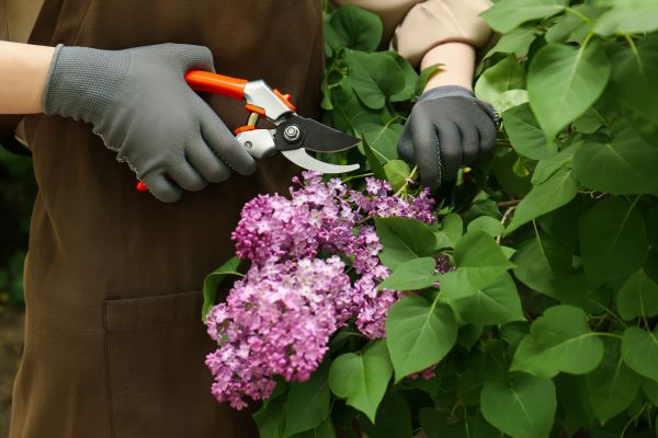 Cost of Lilac Pruning Service in Dacula