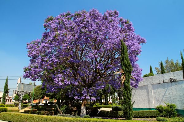 Cost of Jacaranda Pruning in Dacula