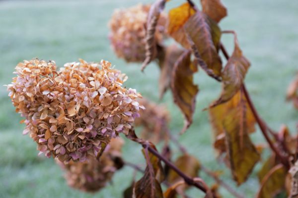 Cost of Hydrangea Removal in Dacula