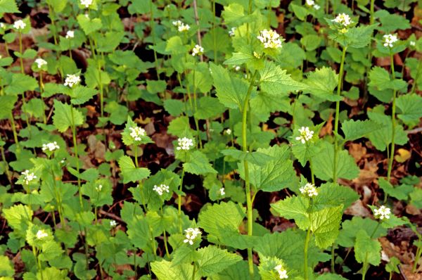 Cost of Garlic Mustard Removal in Dacula